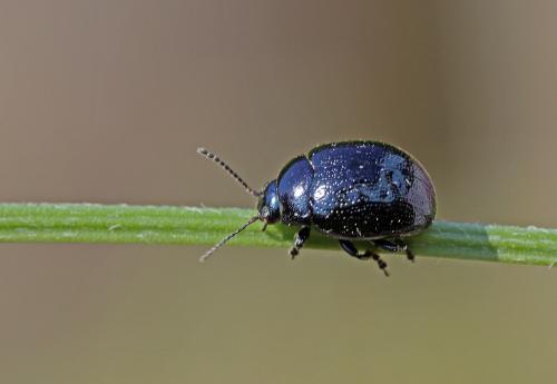 Chrysolina haemoptera